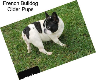 French Bulldog Older Pups