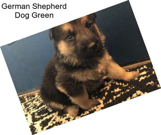 German Shepherd Dog Green