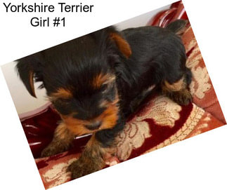 Yorkshire Terrier Girl #1