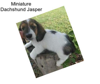 Miniature Dachshund Jasper