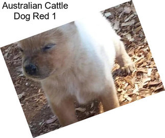 Australian Cattle Dog Red 1