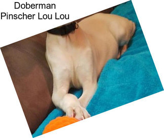 Doberman Pinscher Lou Lou