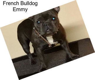 French Bulldog Emmy