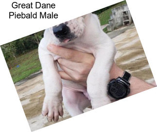 Great Dane Piebald Male