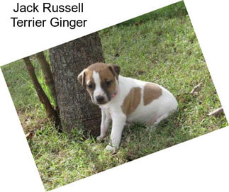 Jack Russell Terrier Ginger