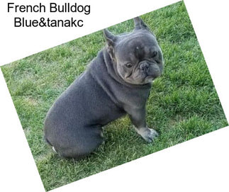 French Bulldog Blue&tanakc