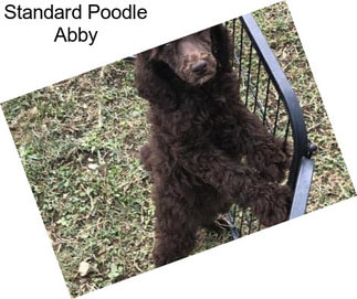 Standard Poodle Abby
