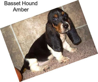 Basset Hound Amber