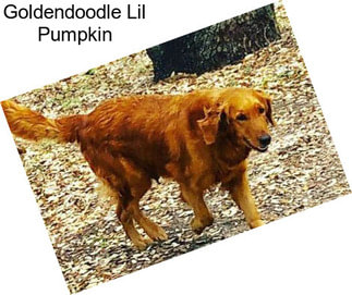 Goldendoodle Lil Pumpkin