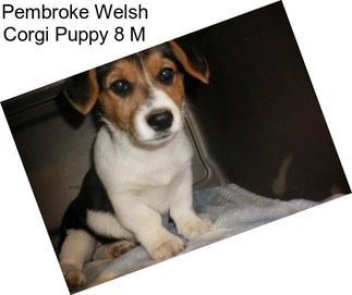 Pembroke Welsh Corgi Puppy 8 M