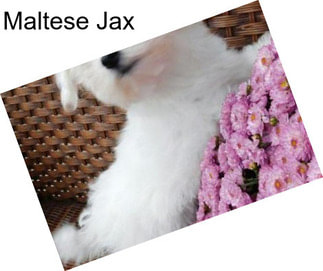 Maltese Jax