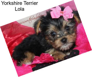 Yorkshire Terrier Lola