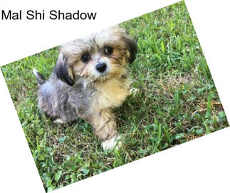 Mal Shi Shadow