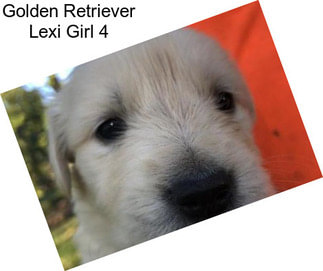 Golden Retriever Lexi Girl 4