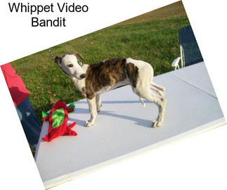 Whippet Video Bandit