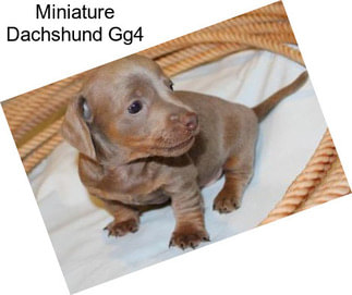 Miniature Dachshund Gg4