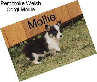 Pembroke Welsh Corgi Mollie