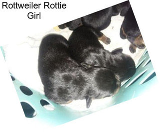 Rottweiler Rottie Girl