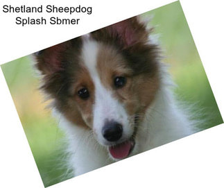 Shetland Sheepdog Splash Sbmer