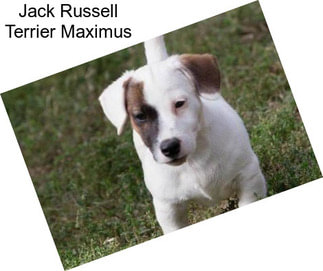 Jack Russell Terrier Maximus