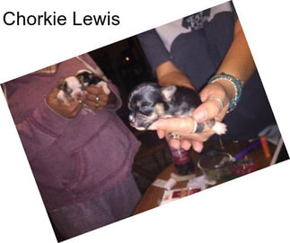 Chorkie Lewis