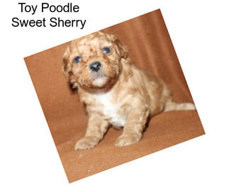 Toy Poodle Sweet Sherry