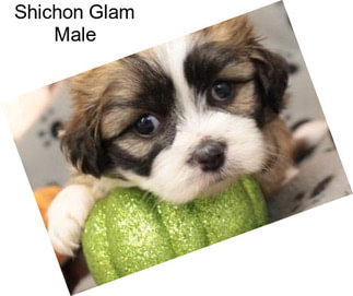 Shichon Glam Male