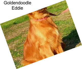 Goldendoodle Eddie