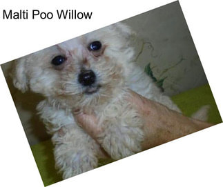 Malti Poo Willow