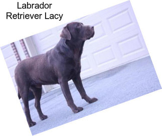 Labrador Retriever Lacy