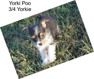 Yorki Poo 3/4 Yorkie