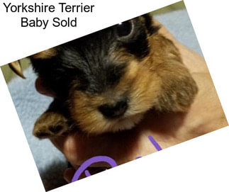 Yorkshire Terrier Baby Sold