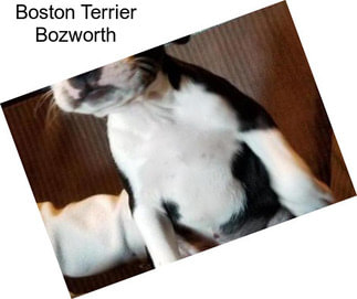 Boston Terrier Bozworth