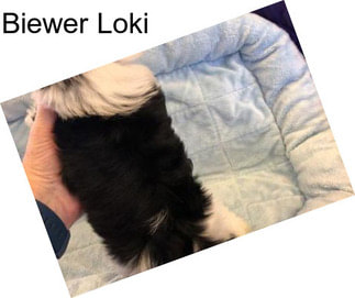 Biewer Loki