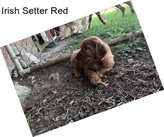 Irish Setter Red