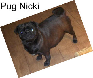 Pug Nicki