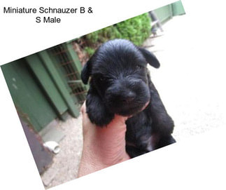 Miniature Schnauzer B & S Male