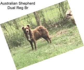 Australian Shepherd Dual Reg Br