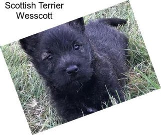 Scottish Terrier Wesscott