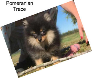 Pomeranian Trace