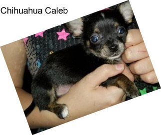 Chihuahua Caleb