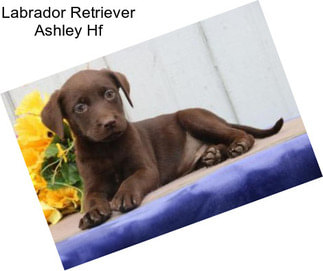 Labrador Retriever Ashley Hf