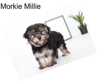 Morkie Millie