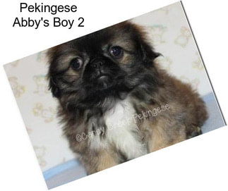 Pekingese Abby\'s Boy 2