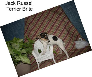 Jack Russell Terrier Brite