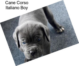 Cane Corso Italiano Boy