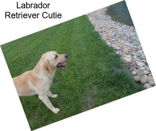 Labrador Retriever Cutie