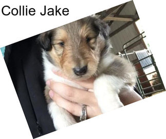 Collie Jake