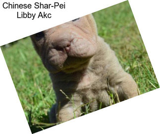 Chinese Shar-Pei Libby Akc