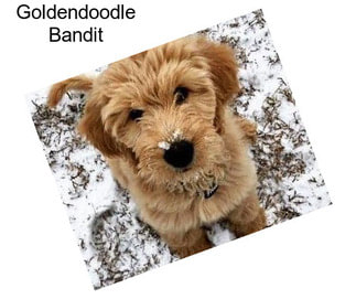 Goldendoodle Bandit